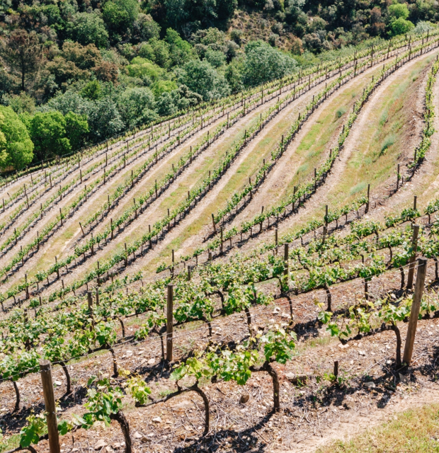 Quinta de Terra Feita Quinta de Terra Feita
